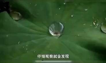 Lotus leaf surface used as a biomimetic reference for hydrophobic materials